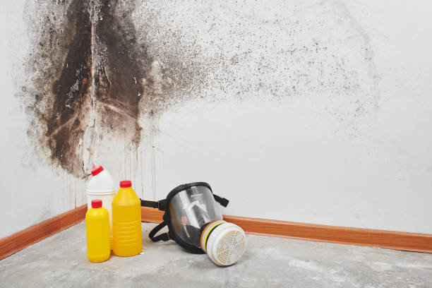 Best Mold Remediation  in French Valley, CA